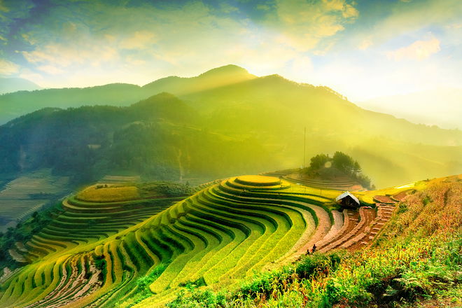 Rice farm, green rice field