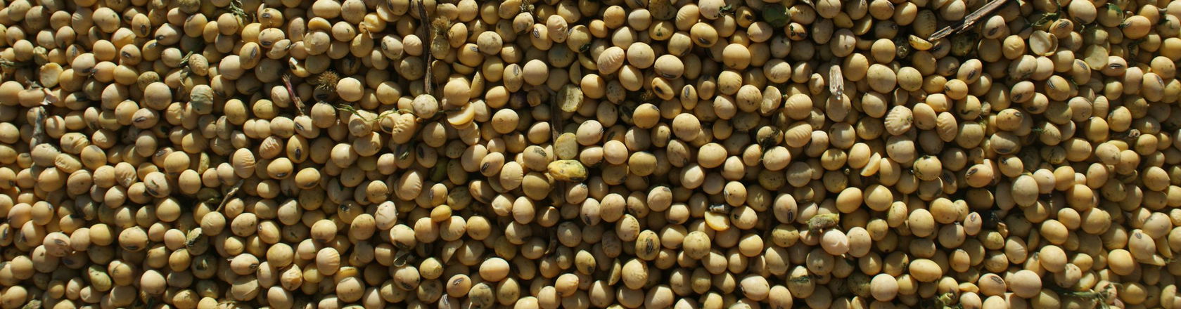 Dried soya beans