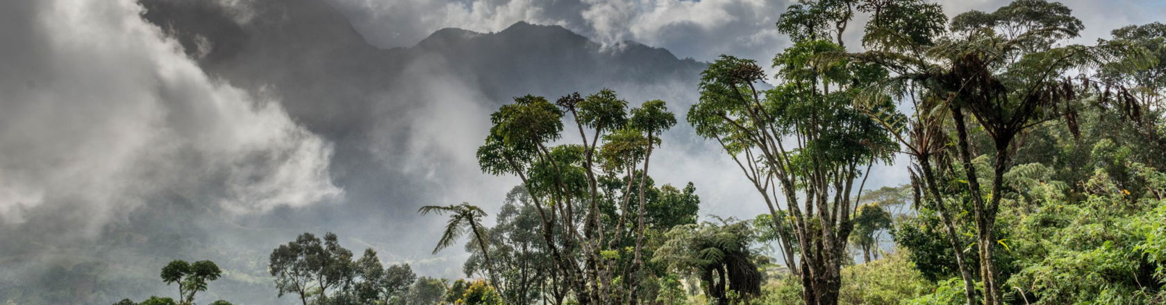 The forest in Comoros
