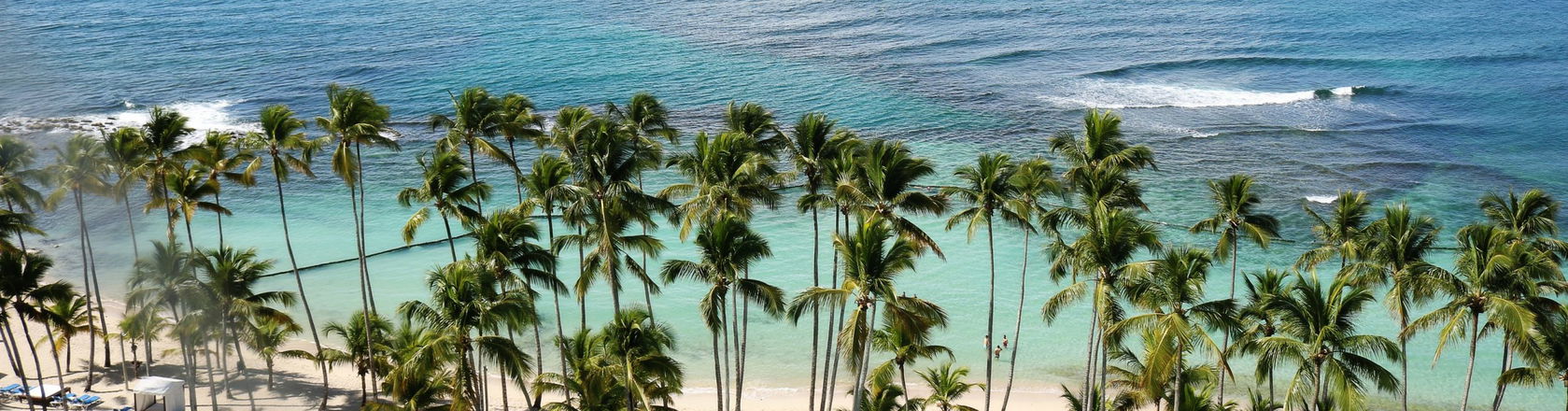 A beach in Jamaica with palm trees