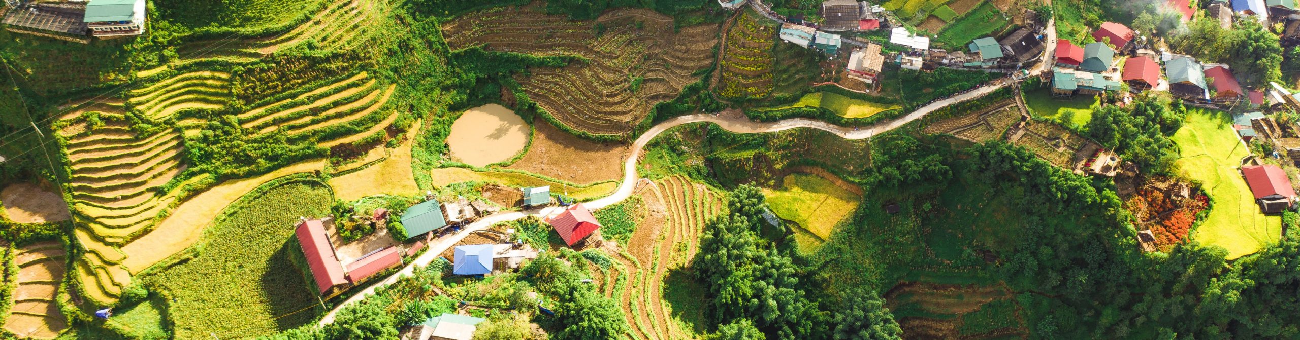 Rice fields in Laos