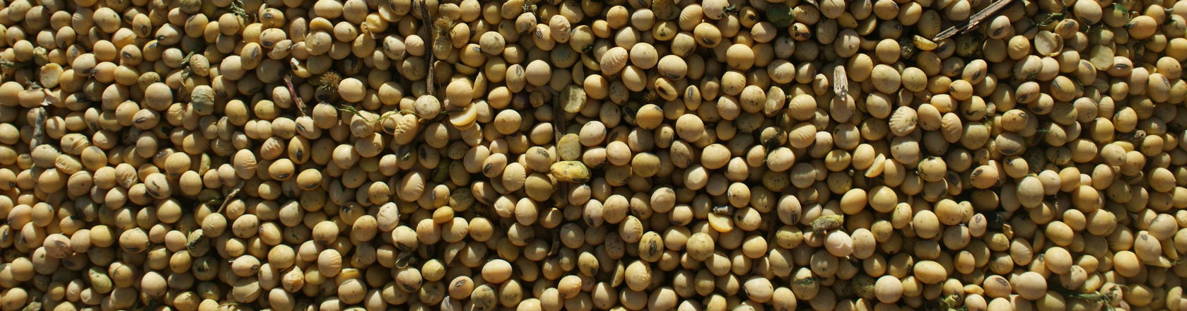 Dried soya beans