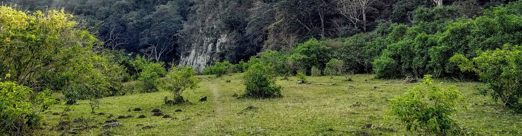 The forest in Swaziland